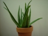 Aloe_vera_plant