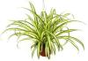 spider-plant-easy-air-indoor-filter